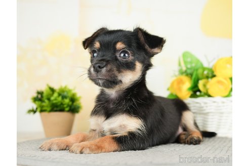 成約済の茨城県のミックス犬-283250の5枚目